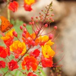 Butterfly at Loews Ventana, Tucson, Arizona