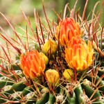 Cactus at Loews Ventana, Tucson, Arizona
