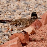 Paiute Roadrunner